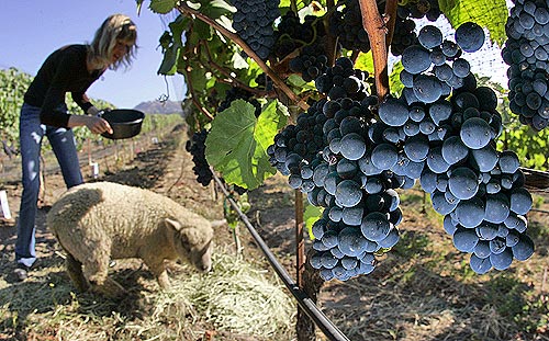 They're too short to eat the grapes!